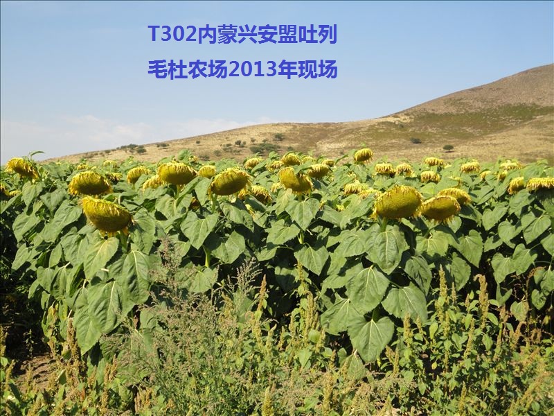 娌硅懙澶х敯琛ㄧ幇