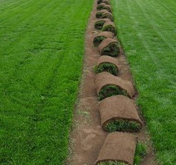 銆愭柟娉曘戝悜鏃ヨ懙瀵圭幆澧冪殑瑕佹眰 钁佃姳縐嶅瓙縐嶈嫍鍘傚緇欏ぇ瀹剁殑寤鴻